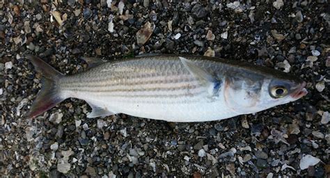 Striped Mullet - Pier Fishing in California