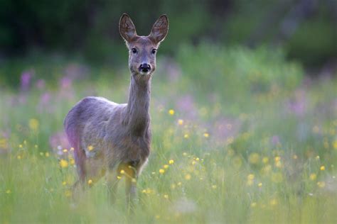 Roe deer surveys support wolf comeback in Western Iberia | Rewilding Europe