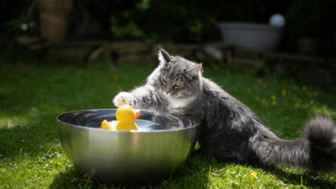 The Mysterious Behavior of Cats Playing with Water • Kritter Kommunity