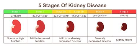 What Are The Signs Of Kidney Failure In A Dog