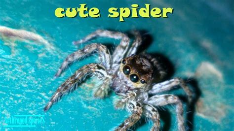 Arachnida Species - Cute Jumping Spider Species #6 | Ooops...! This Cute Spider Poops... | - YouTube