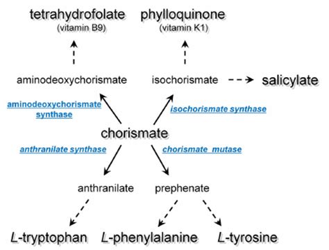 Chorismate, a central branch point metabolite in the synthesis of ...