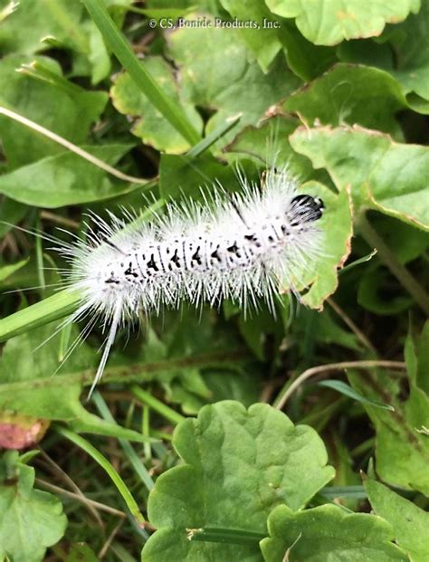 Tussock Moths - Bonide