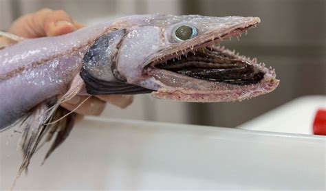 In pictures: creatures of Australia's deep sea abyss