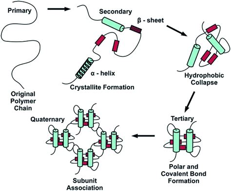 Folding of protein (reproduced from ref. 56 with permission from... | Download Scientific Diagram