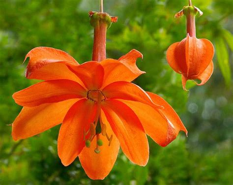 Passiflora parritae #3 | Unusual flowers, Rare flowers, Amazing flowers