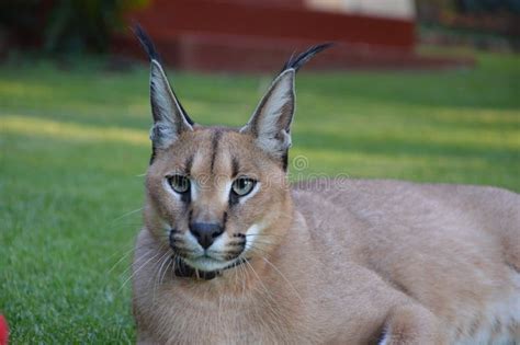 Carl Our Baby Boy Caracal / Lynx Stock Photo - Image of wild, spotted: 110557340