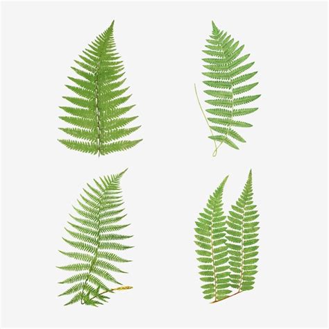 Free Vector | Set of vintage fern leaves vector