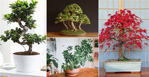 12 Best Indoor Bonsai Trees for Beginners Balcony Garden Web