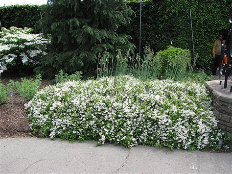 Nikko Deutzia (Deutzia gracilis 'Nikko') in Davidsonville, Maryland (MD) at Homestead Gardens