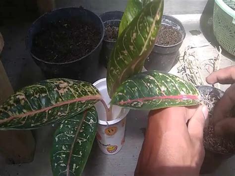 Aglaonema Pictum Tricolor Care Guide | Camouflage plant