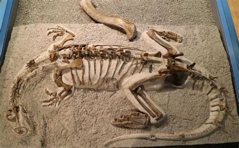 Paleontologists Describe Skeleton of a Juvenile Plateosaurus For First Time - HeritageDaily ...