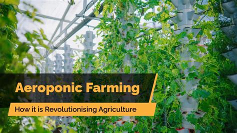 Aeroponic Farming in India and How it is Gaining Momentum