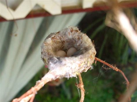 Black-chinned Hummingbird nest (2) | Two all-white eggs were… | Flickr