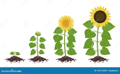 Sunflower Growth Stages. Agriculture Plant Development. Harvest Animation Progression. Vector ...