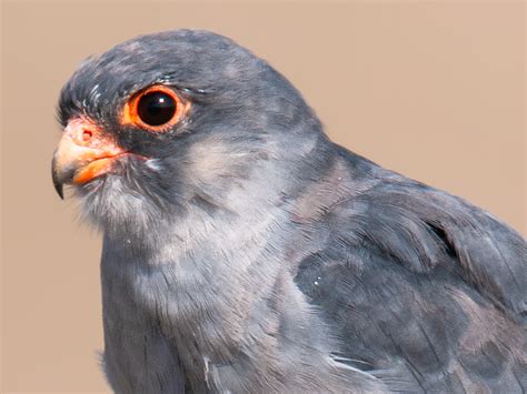 Amur Falcon Photos - Shanghai Birding 上海观鸟