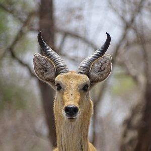 Benin Western Hartebeest Wildlife | AfricaHunting.com