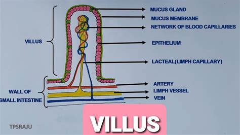 Diagram Of A Villi