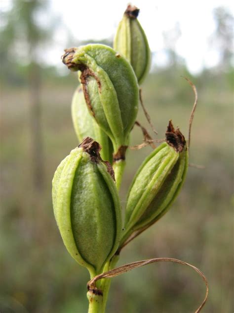 Eulophia ecristata (Giant Orchid): Go Orchids