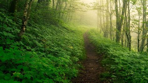 Blue Ridge Mountains, NC [OC] [1725x1150][X-post r/earthporn] : r ...