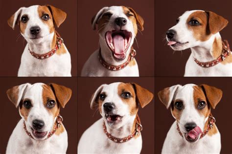 Understanding what your dog feels from his behaviour