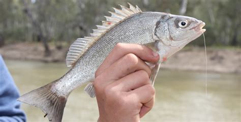 New publication on silver perch - Fishing World