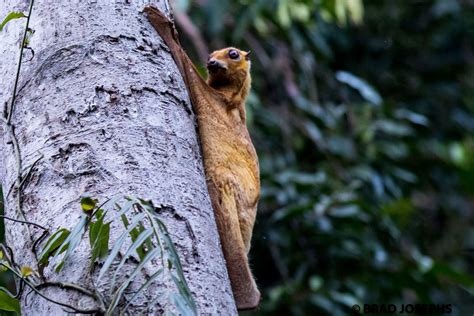 Red giant flying squirrel | Good Nature Travel Blog