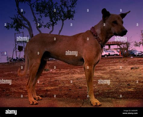 Ferocious Dog Stock Photo - Alamy