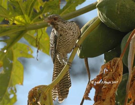 This one, Kohel (Kokil), is the female. Her feathers are spotted. ਜਿਉ ਕੋਕਿਲ ਕਉ ਅੰਬੁ ਬਾਲਹਾ ਤਿਉ ...