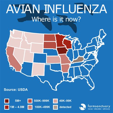 What You Need to Know about Avian Flu | Farm Sanctuary Blog