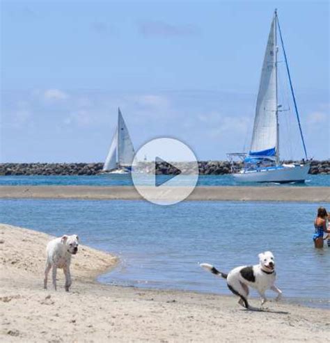 Dog Beach | Ocean Beach CA