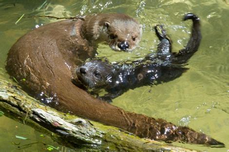 Baby Otter Swim Lessons - ZooBorns