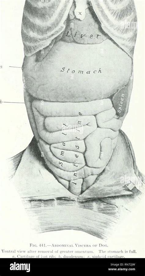 Digestive System Dog Stomach Anatomy