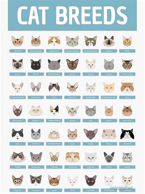 Cat Breeds Photographic Print by babybigfoot in 2021 | Cat breeds, American shorthair, Cat ...