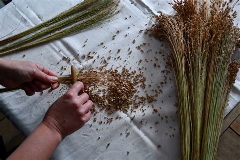 Planting, Growing & Harvesting Broom Corn (2024)