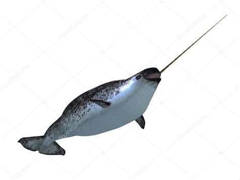 Narwhal Male Whale Stock Photo by ©CoreyFord 130398254