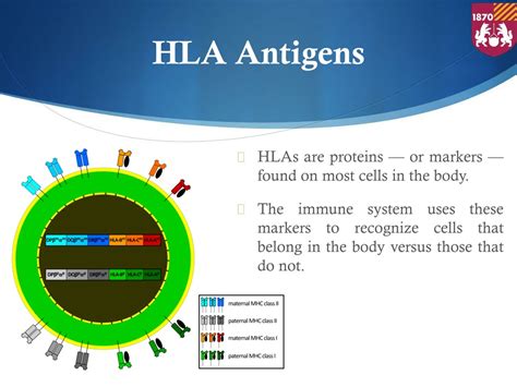 PPT - HAPLOIDENTICAL STEM CELL TRANSPLANT PowerPoint Presentation, free ...