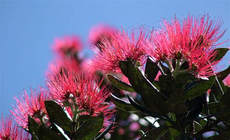 Free photo: Pohutukawa Tree - Bloom, Christmas, Leaves - Free Download - Jooinn