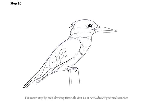 Learn How to Draw a Kingfisher (Birds) Step by Step : Drawing Tutorials