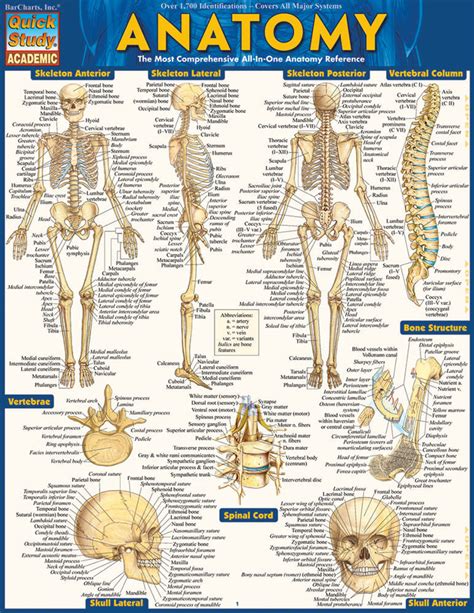 anatomy study guide – free printable anatomy study guides – Kuchi