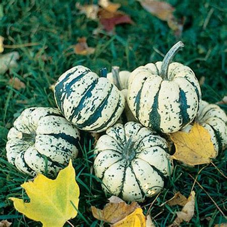 Pumpkin - Sweet Dumpling | Charlcon Seeds