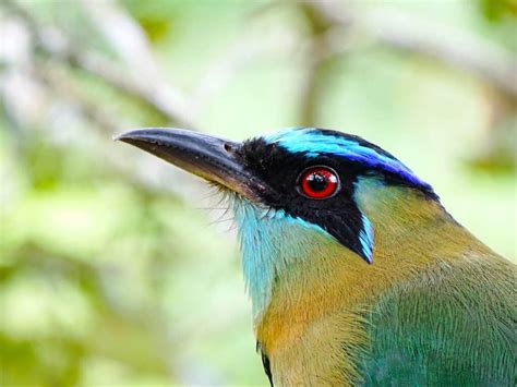 What Is The El Salvador National Bird? + 11 Interesting Facts