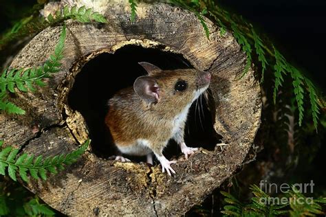 Wood Mouse Photograph by Colin Varndell/science Photo Library - Fine Art America