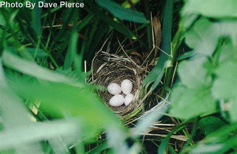 Common Yellowthroat - East Cascades Audubon Society