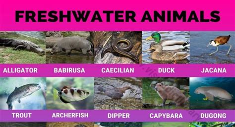 Freshwater Animals: 60 Best Animals that Live in Freshwater Habitats ...