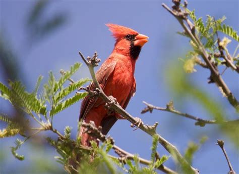 Birding, bird migration touched by drought | Local News Stories | gvnews.com