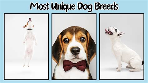 10 Unique Dog Breeds You’ve Probably Never Heard Of - Doggozila