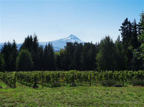 7 Columbia River Gorge Wineries You Have to Try - The Emerald Palate