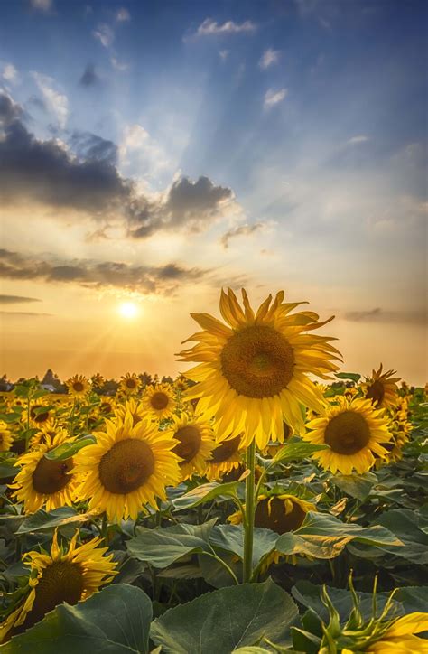 Sunset with beautiful sunflowers | Pósters, láminas, cuadros y ...