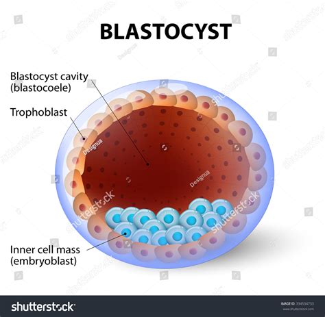 3 Post Fertilization Zygote Images, Stock Photos & Vectors | Shutterstock